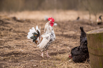White rooster outside in the village on nature