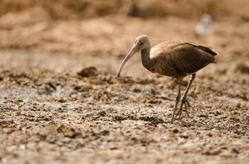 Glossy ibis Plegadis falcinellus walking on mud. Aguimes. Gran Canaria. Canary Islands. Spain.