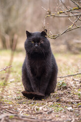 Naklejka na ściany i meble Black cat without one eye on nature background