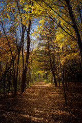 autumn trail through the trees