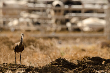 Glossy ibis Plegadis falcinellus standing. Aguimes. Gran Canaria. Canary Islands. Spain.