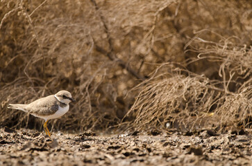 Little ringed plover Charadrius dubius. Aguimes. Gran Canaria. Canary Islands. Spain.