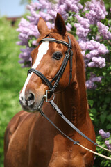 Budyonny horse in front of flowering tree