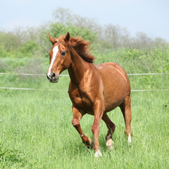 Budyonny horse running in spring