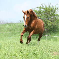 Naklejka na ściany i meble Budyonny horse running in spring