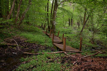 Drewniany mostek na szlaku krajobrazowym. Przepiękne otoczenie starych buków, potężnych drzew....
