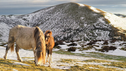A Hill Ponies in a winter in a landscape covered with snow and mountain