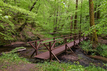 Drewniany mostek na szlaku krajobrazowym. Przepiękne otoczenie starych buków, potężnych drzew....