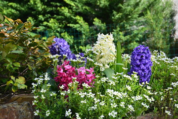 jacinthe du printemps