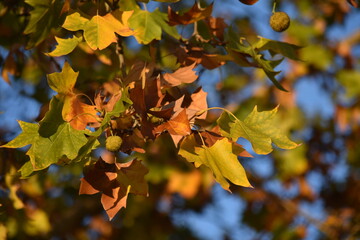 Orange and green leaves and fruits of the Platano tree - Platano Hispánica. Autumnal composition