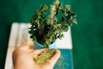 Oregano spice. Fresh and Dry. Hand scattering dry oregano