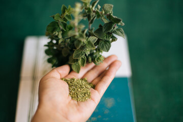 Oregano spice. Fresh and Dry. Hand holding dry oregano