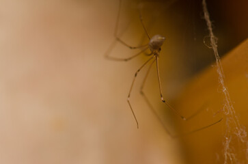 Daddy long-legs spider Pholcus phalangioides. Playa de Arinaga. Aguimes. Gran Canaria. Canary Islands. Spain.