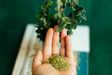 Oregano spice. Fresh and Dry. Hand holding dry oregano