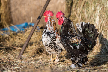 Rooster outside in the village on nature