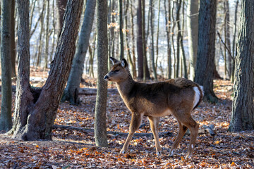 Fototapeta premium The white-tailed deer (Odocoileus virginianus), also known as the whitetail or Virginia deer