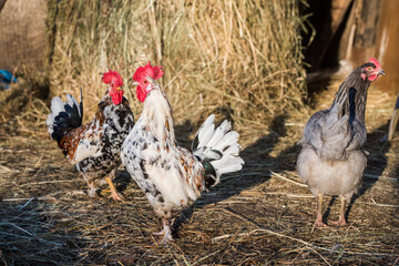 Rooster and chicken outside in the village on nature