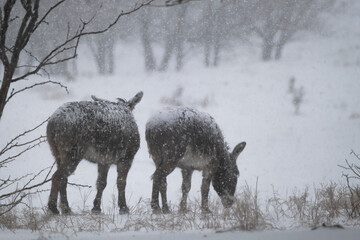 Fototapeta premium Miniature donkeys in snow of winter blizzard in Texas field on farm.