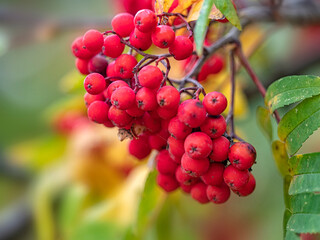 Closeup of red berries of Rowan tree (Sorbus aucuparia) in the autumn