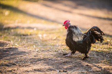 Motley rooster walks around the yard in village