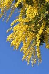 Flowering mimosa tree against blue sky. Mimosa blooms background. Selective focus. The flowery branch of mimosa is offered to women on March 8th for the International Women's Day. 
