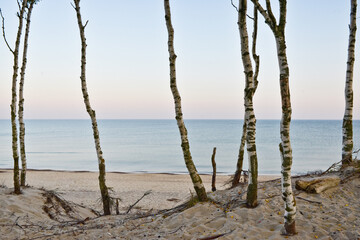 Sea, birches, dawn.