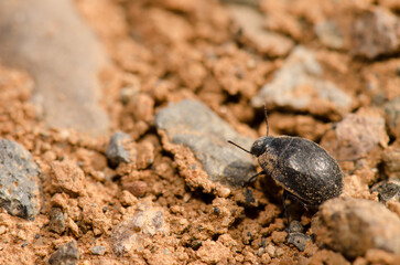 Beetle Zophosis bicarinata bicarinata on the ground. Aguimes. Gran Canaria. Canary Islands. Spain.