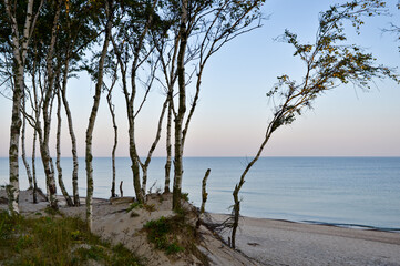 Sea, birches, dawn.