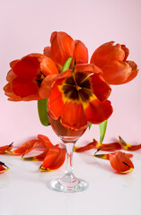red tulips in a glass with red wine