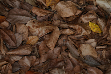 Close up dry leaves background in the summer season.