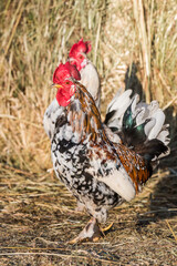 Rooster outside in the village on nature