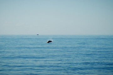 Dolphin in the sea