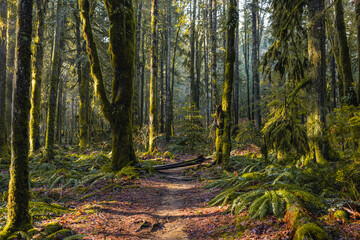 Fototapeta na wymiar footpath in the woods. Forest