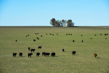 Cows fed with natural grass in pampas countryside, Patagonia, Argentina.