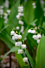 macro image lilies of the valley beautiful flowers