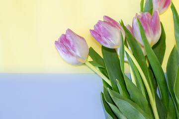 pink tulips on blue background and free space for text. greeting card template. mothers day. women's day. spring mood.