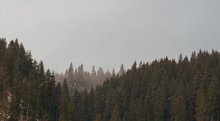 fog in the forest pine ,coniferous forest. Location place Carpathian, Vatra Dornei, Bucovina, Suceava, Romania, Europe.