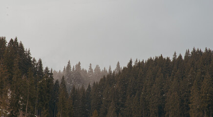Naklejka premium fog in the forest pine ,coniferous forest. Location place Carpathian, Vatra Dornei, Bucovina, Suceava, Romania, Europe.