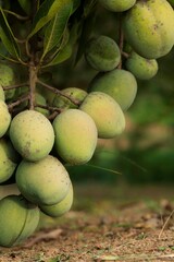  Manga verde. A manga é uma fruta de caroço comestível produzida pela árvore tropical...