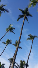 Fototapeta na wymiar California palm trees