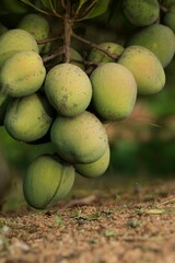  Manga verde. A manga é uma fruta de caroço comestível produzida pela árvore tropical...