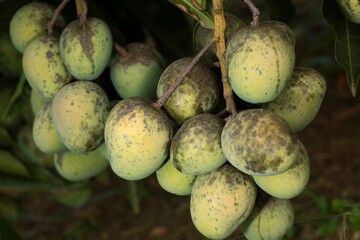  Manga verde. A manga é uma fruta de caroço comestível produzida pela árvore tropical...