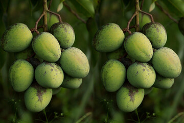  Manga verde. A manga é uma fruta de caroço comestível produzida pela árvore tropical...