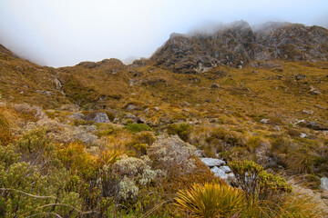 Foggy landscape with native alpine vegetation and grassland, Routeburn Track, Southern Alps in the South Island New Zealand