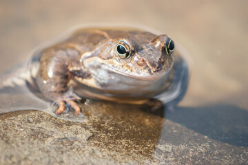 Frog in the pond