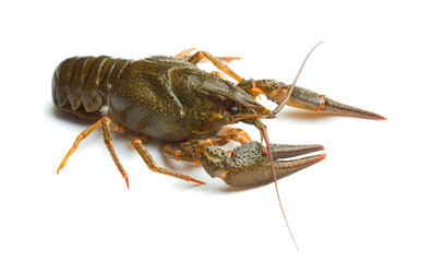 Live crayfish