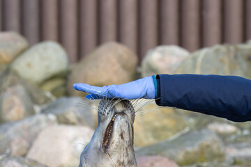 Seal playing with its carer