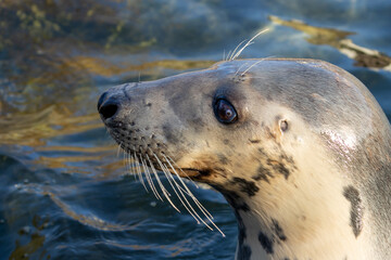Seal's head close-up