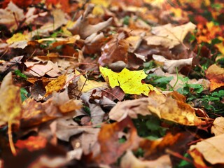 fallen autumn leaves