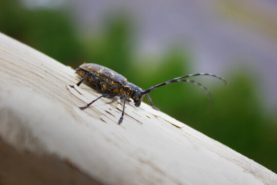 Capricorn beetle